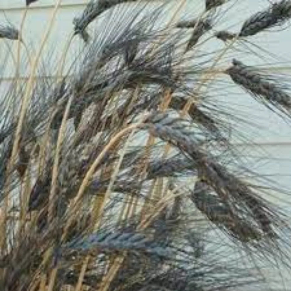 Black Wheat Chapatti Flour - Anti oxidant rich