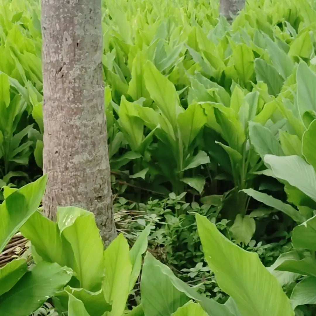 Raw Turmeric Powder (Pasu Manjal Thool) – From Our Soil to Your Kitchen